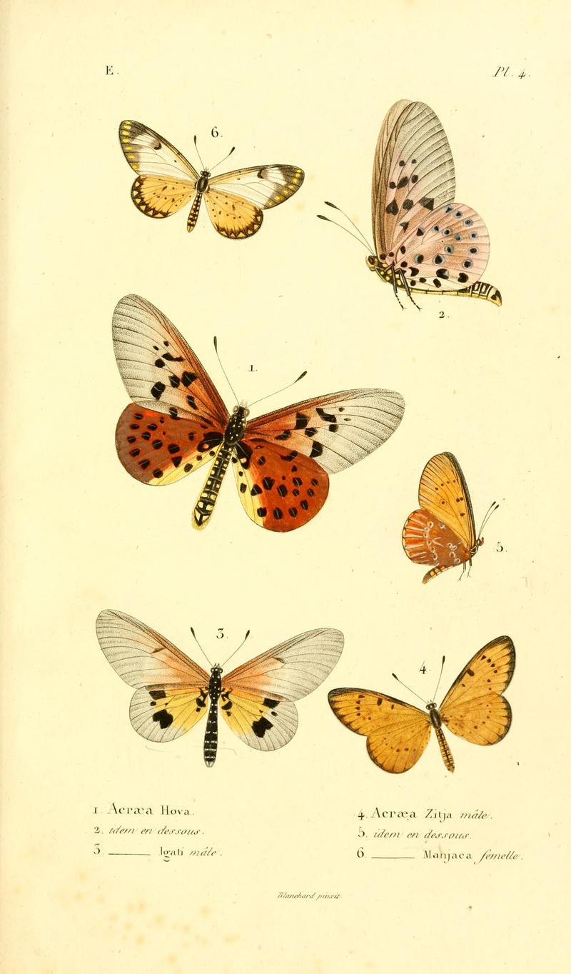 Faune entomologique de Madagascar, Bourbon et Maurice (Pl. 4) (7038670015)