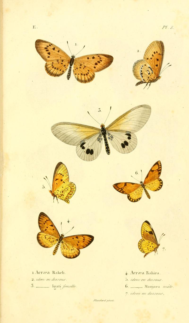 Faune entomologique de Madagascar, Bourbon et Maurice (Pl. 5) (7038671513)