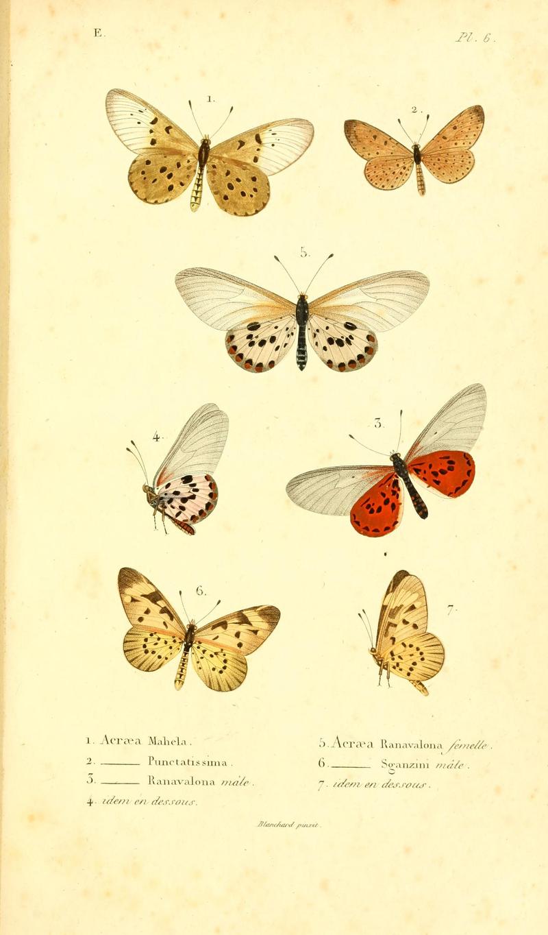 Faune entomologique de Madagascar, Bourbon et Maurice (Pl. 6) (7038670735)