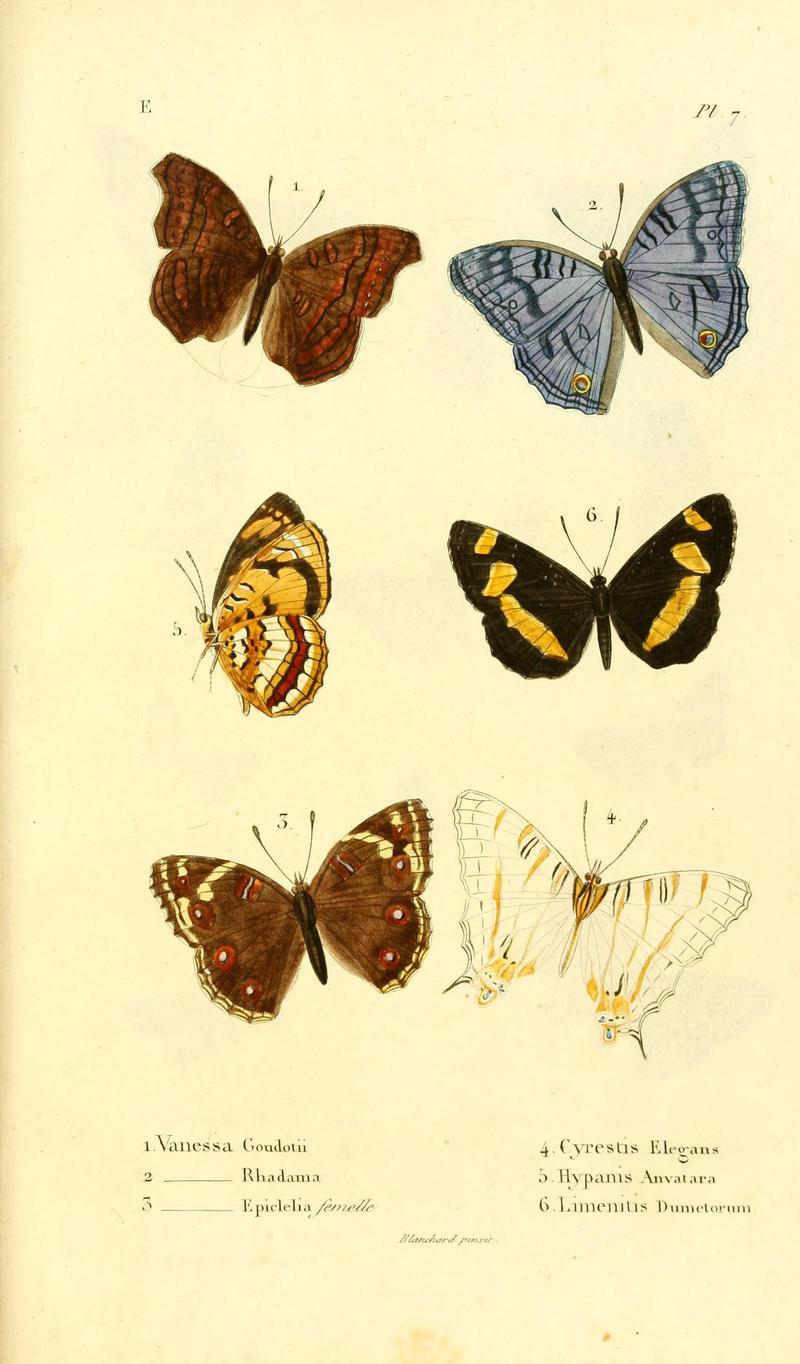 Faune entomologique de Madagascar, Bourbon et Maurice (Pl. 7) (7038672777)