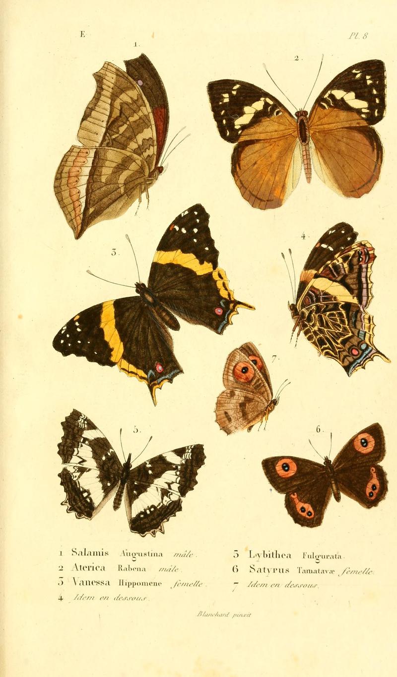 Faune entomologique de Madagascar, Bourbon et Maurice (Pl. 8) (7038672065)