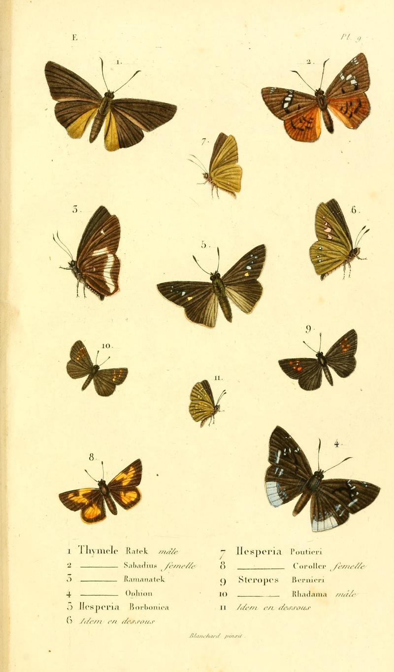 Faune entomologique de Madagascar, Bourbon et Maurice (Pl. 9) (6892577858)