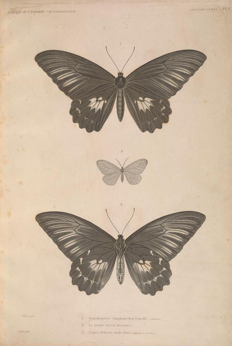 Faune entomologique de l'Océan pacifique (LEPIDOPTÈRES - Pl. 1) (6987123759)