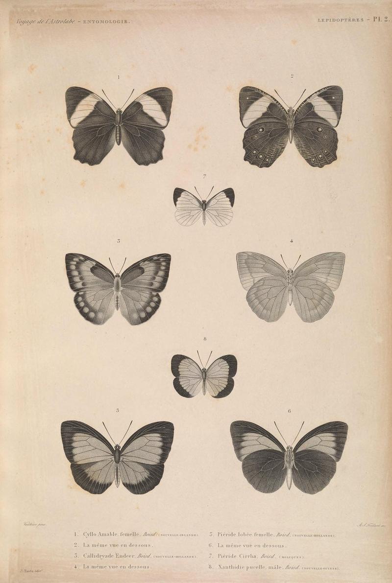 Faune entomologique de l'Océan pacifique (LEPIDOPTÈRES - Pl. 2) (6841002340)