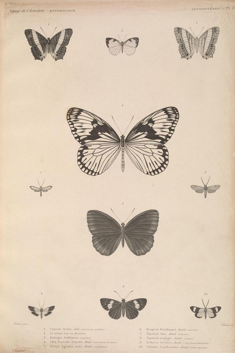 Faune entomologique de l'Océan pacifique (LEPIDOPTÈRES - Pl. 3) (6841002644)