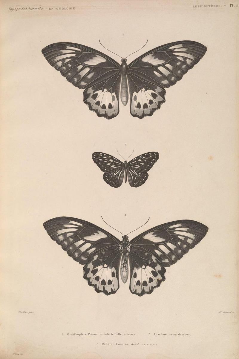 Faune entomologique de l'Océan pacifique (LEPIDOPTÈRES - Pl. 4) (6987124819)