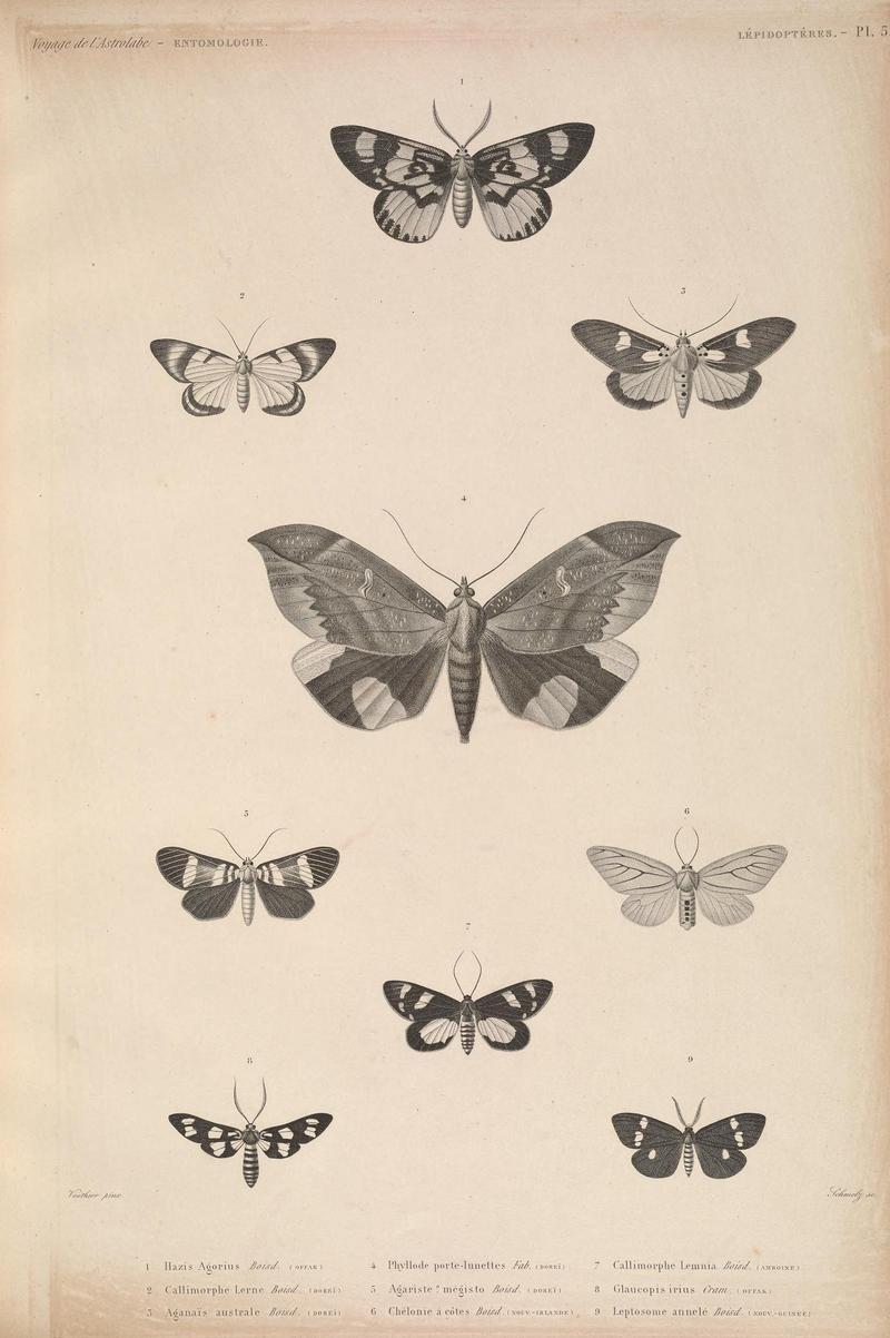 Faune entomologique de l'Océan pacifique (LEPIDOPTÈRES - Pl. 5) (6841003286)