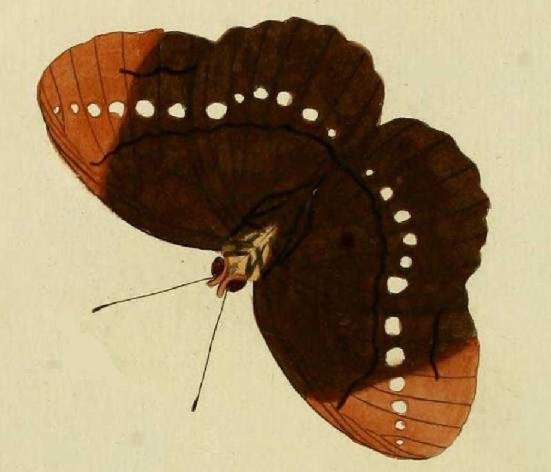 Faunis eumeus1