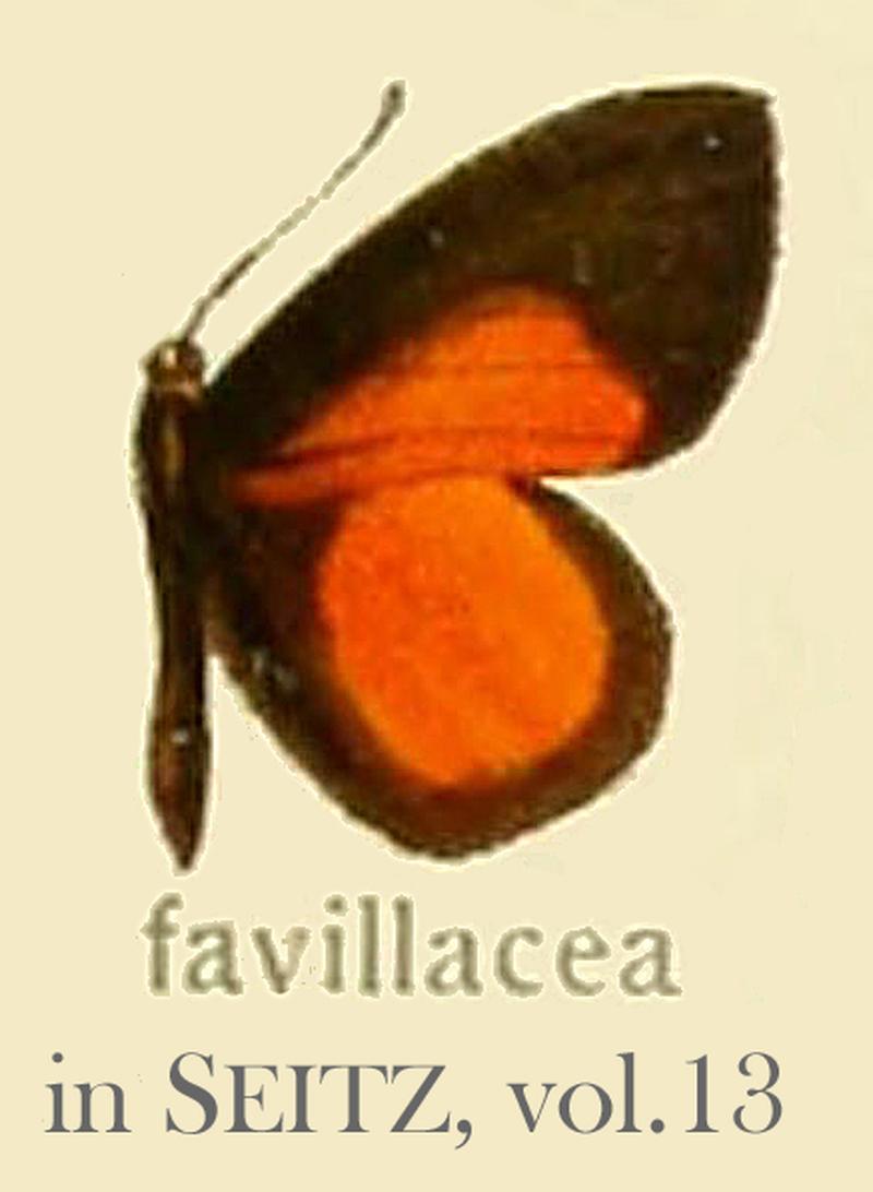 Favillacea inSeitzVol13