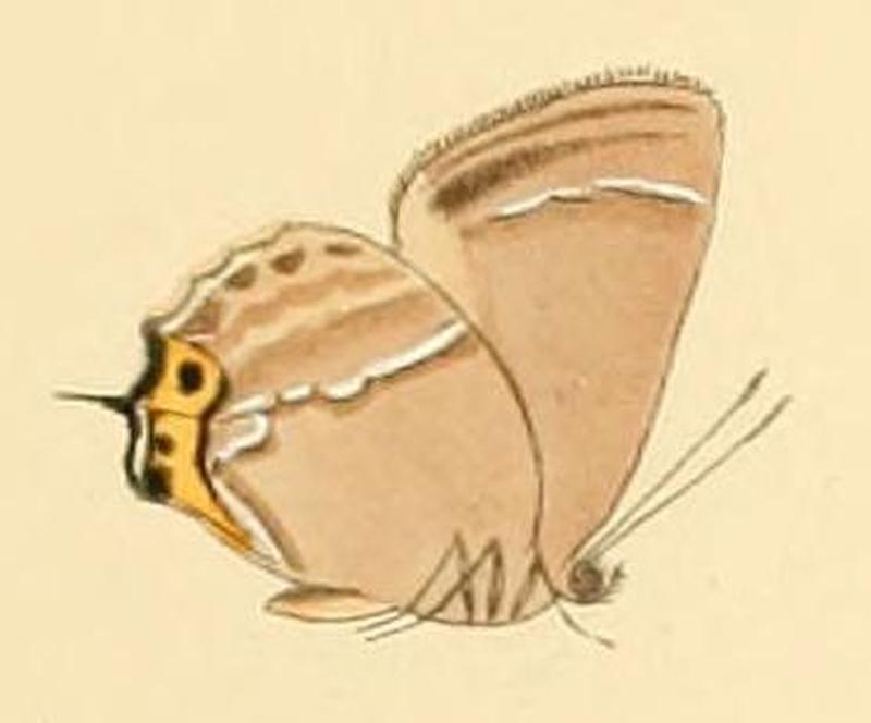 Favonius taxila1