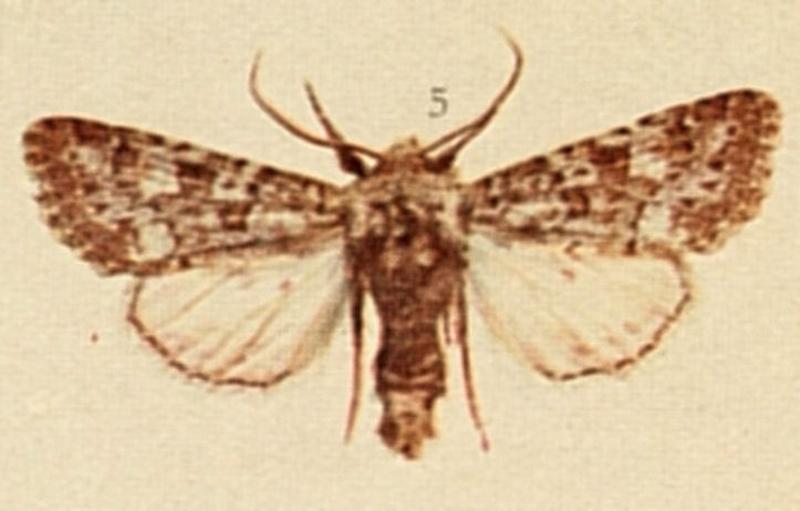 Feathered Ranunculus Moths of the British Isles