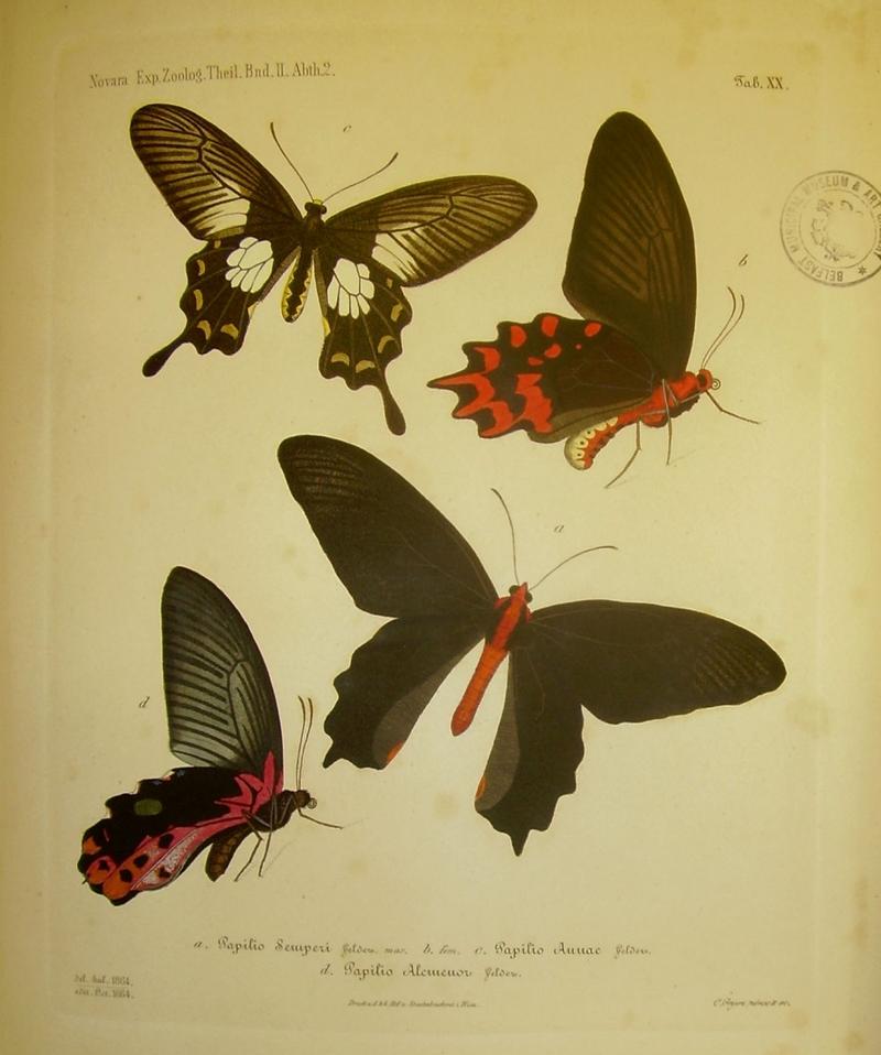 Felder semperi plate