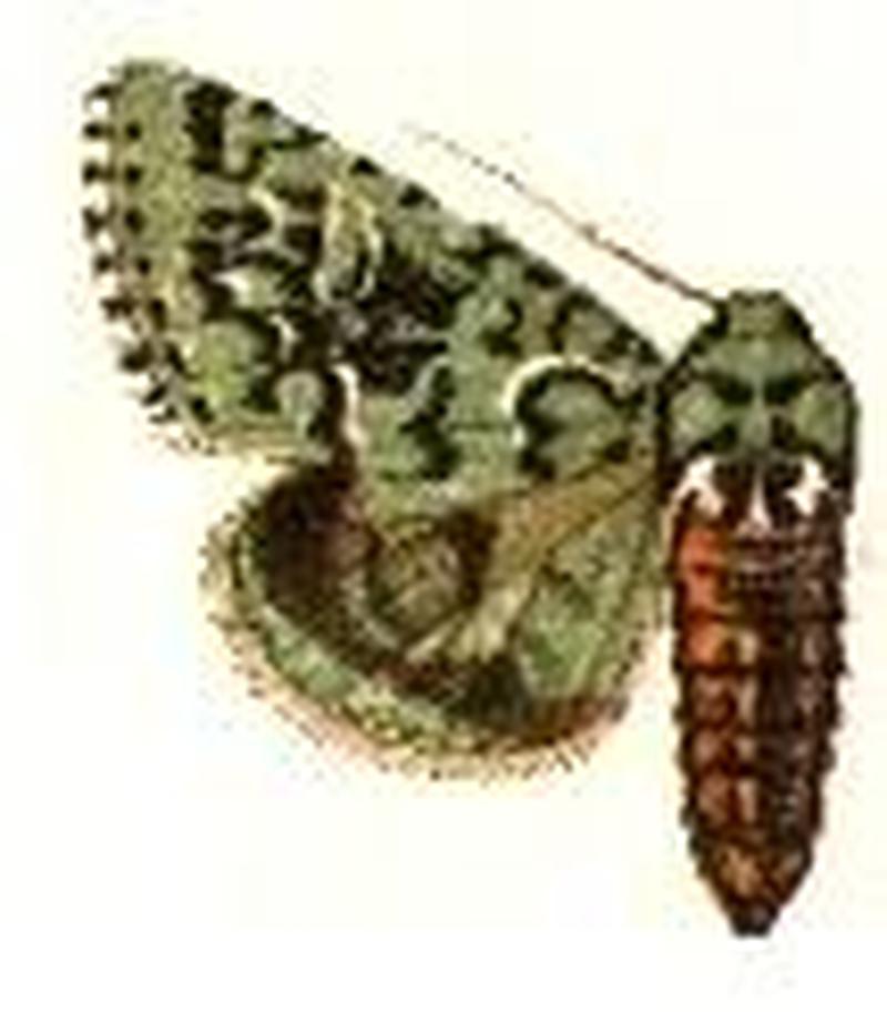 Feralia columbiana
