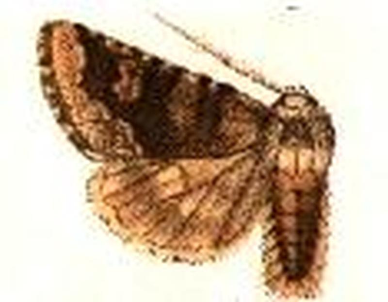 Feralia major hampson