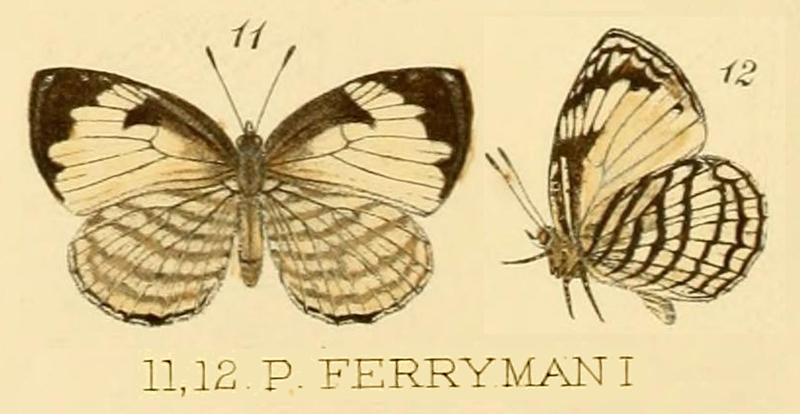 Pentile ferrymani from original description