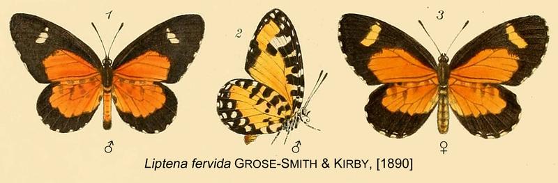 T acraea fervida from original description