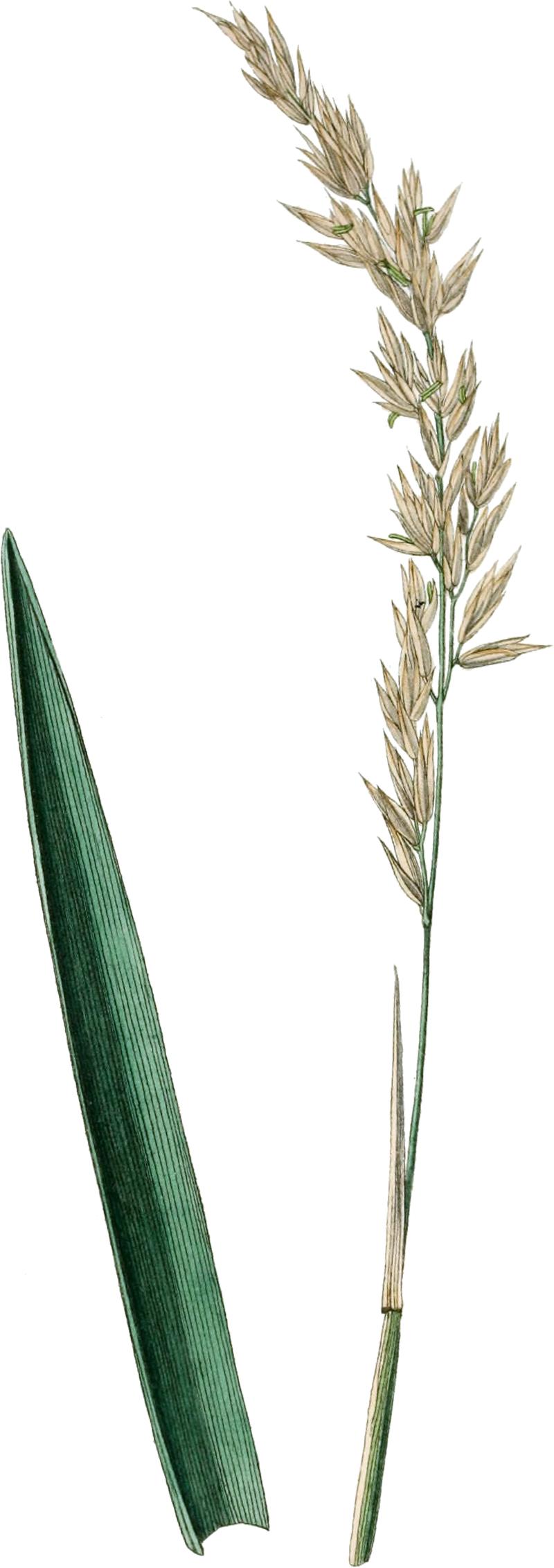 Festuca rubra L. (from Curtis, 1827, Vol 5 pl. 157) cleaned