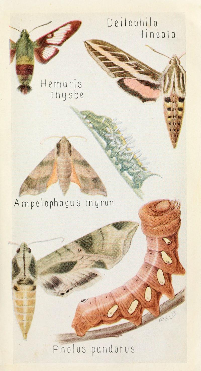 Field book of insects (6243850655)