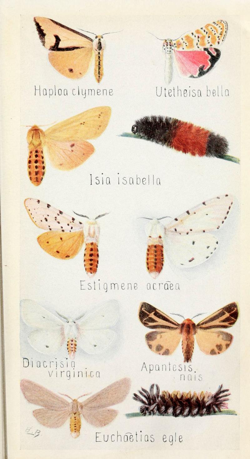 Field book of insects (6243851463)