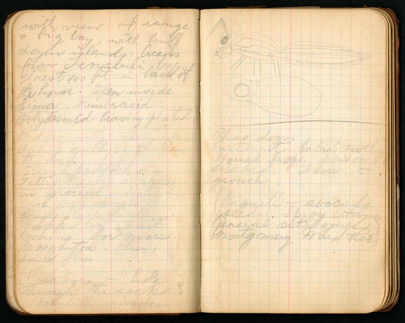 Field notes by William M. Mann, Fiji and British Solomon Islands, 1915-1916 (Pages (34 and 35)) BHL48295305