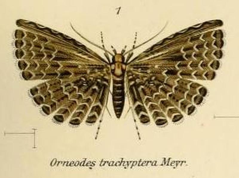 Fig.01-Alucita trachyptera