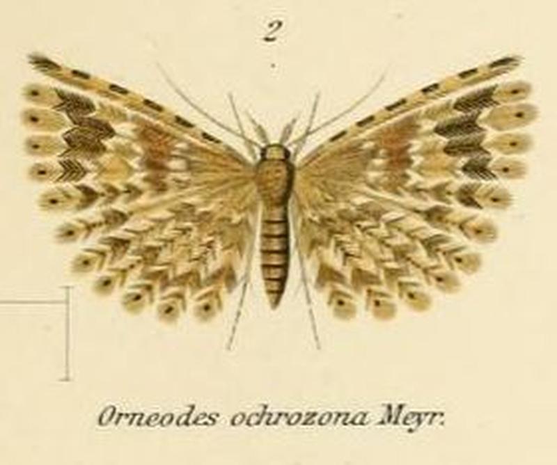 Fig.02-Alucita ochrozona