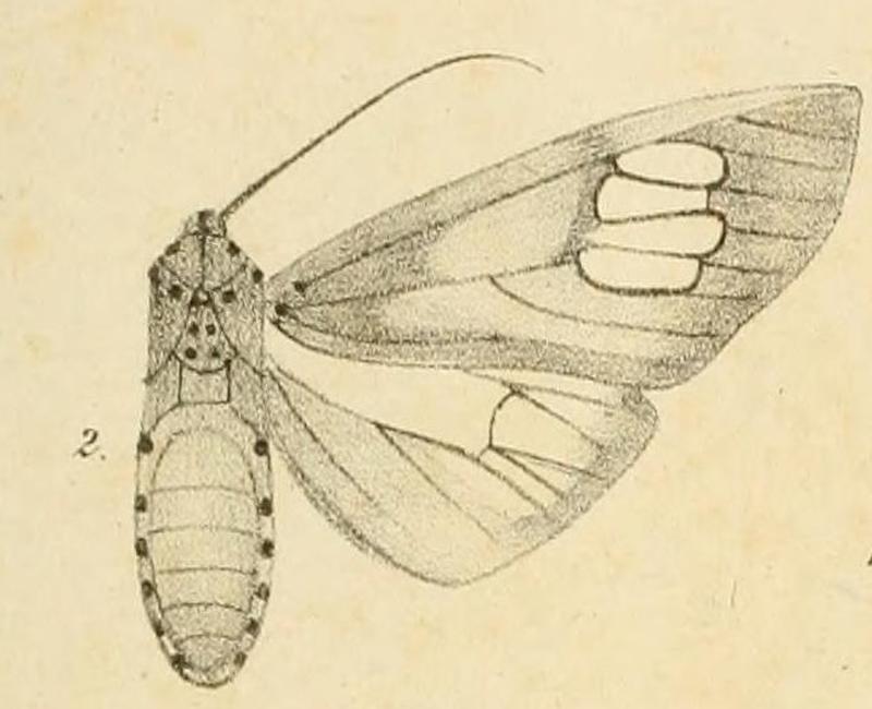 Fig.02-Amerila bauri Möschler, 1884