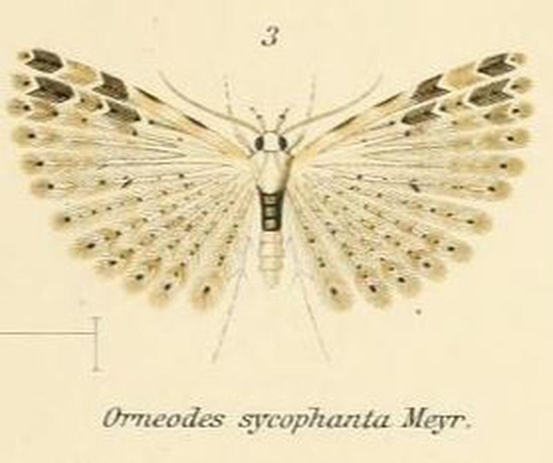 Fig.03-Alucita sycophanta