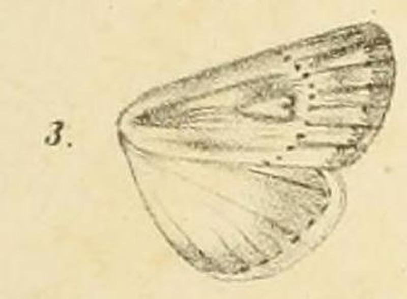 Fig.03-Leucania internata Möschler, 1884