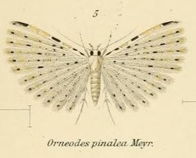 Fig.05-Alucita pinalea