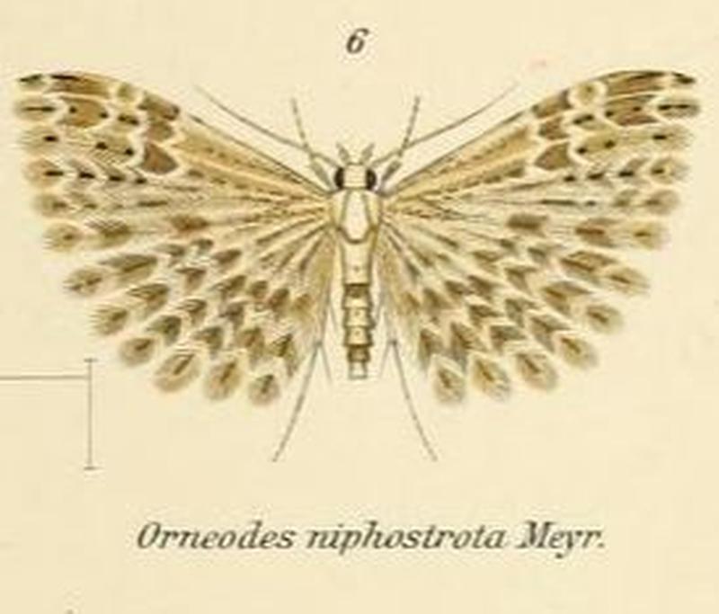 Fig.06-Alucita niphostrota