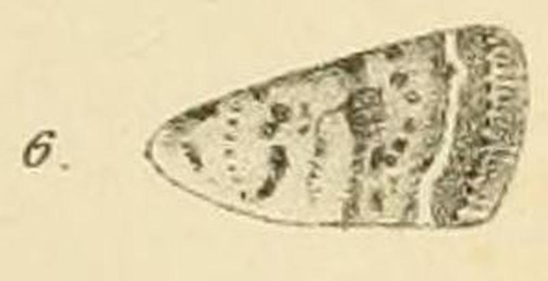 Fig.06-Athetis singula (Möschler, 1884) (Caradrina)