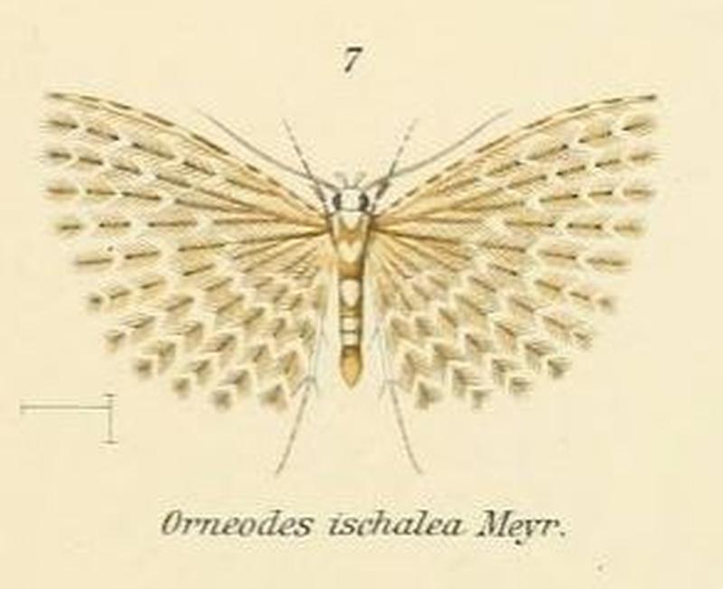 Fig.07-Alucita ischalea