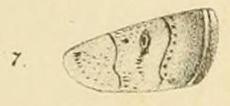 Fig.07-Athetis pigra (syn.Caradrina orbata)