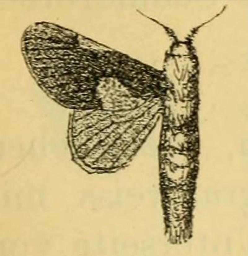 Fig.07-Delorhachis schultzei Aurivillius, 1905