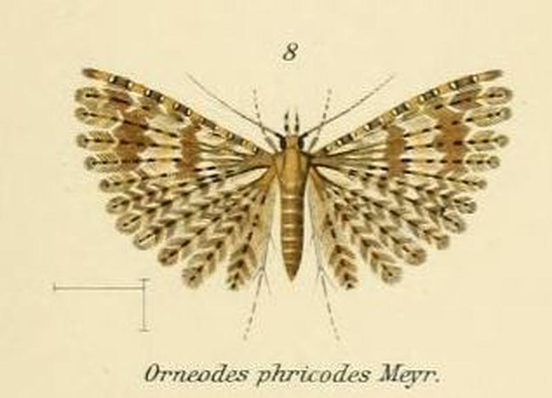 Fig.08-Alucita phricodes