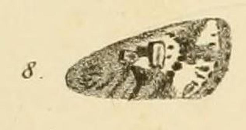 Fig.08-Tycomarptes inferior (Guenée, 1852) (syn.D.submoesta)