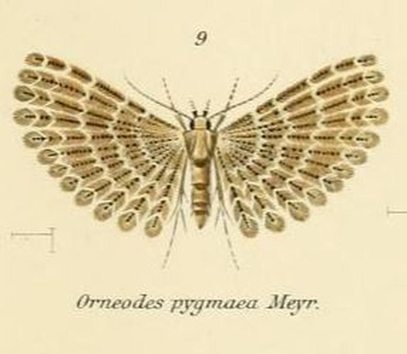 Fig.09-Alucita pygmaea