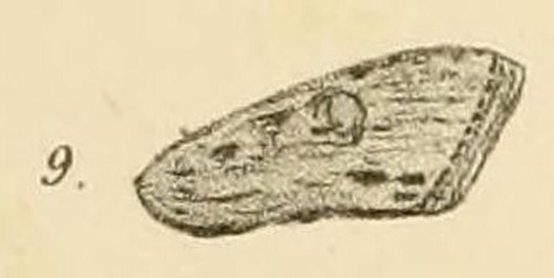 Fig.09-Cucullia minuta Möschler, 1884