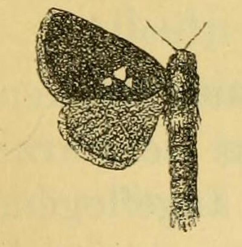 Fig.09-Metarbela triguttata (Aurivillius, 1905)