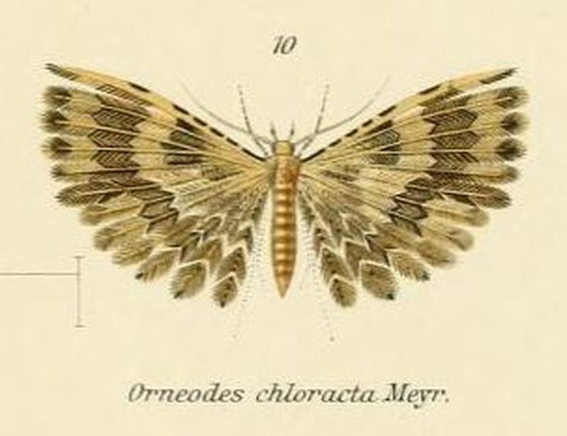 Fig.10-Alucita chloracta