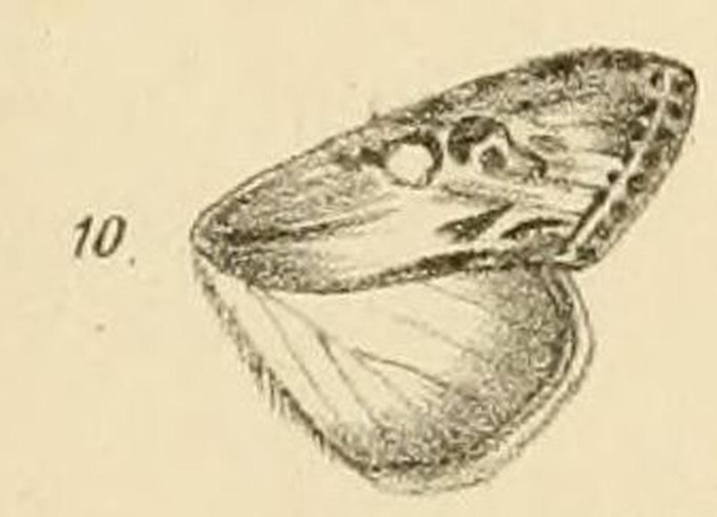 Fig.10-Cucullia pusilla Möschler, 1884