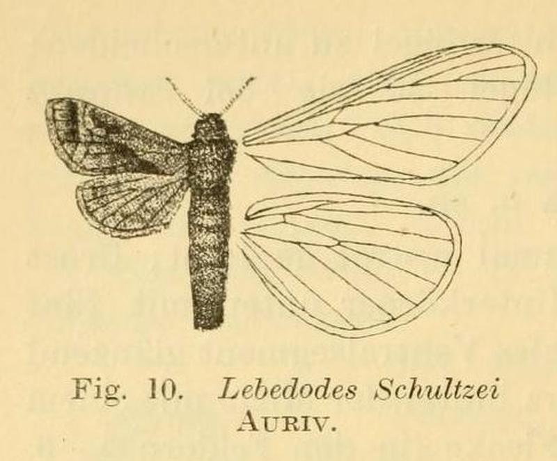 Fig.10-Paralebedella schultzei (Aurivilius, 1905)