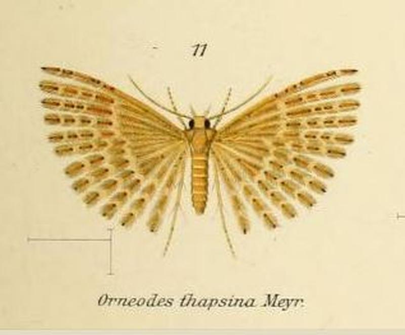 Fig.11-Alucita thapsina