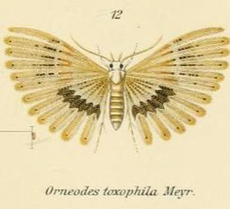 Fig.12-Alucita toxophila