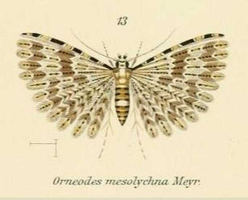 Fig.13-Alucita mesolychna