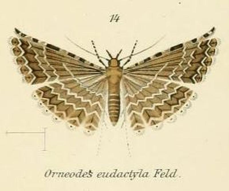 Fig.14-Alucita eucactyla