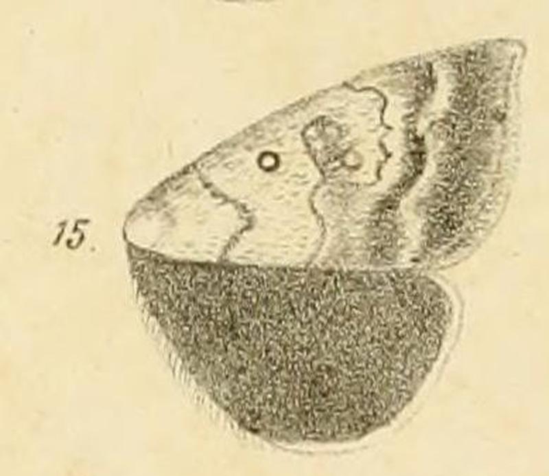 Fig.15-Anomis luperca Möschler 1884