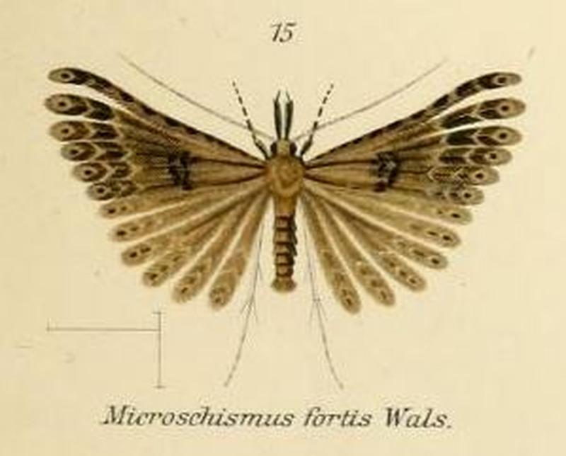 Fig.15-Microschismus fortis