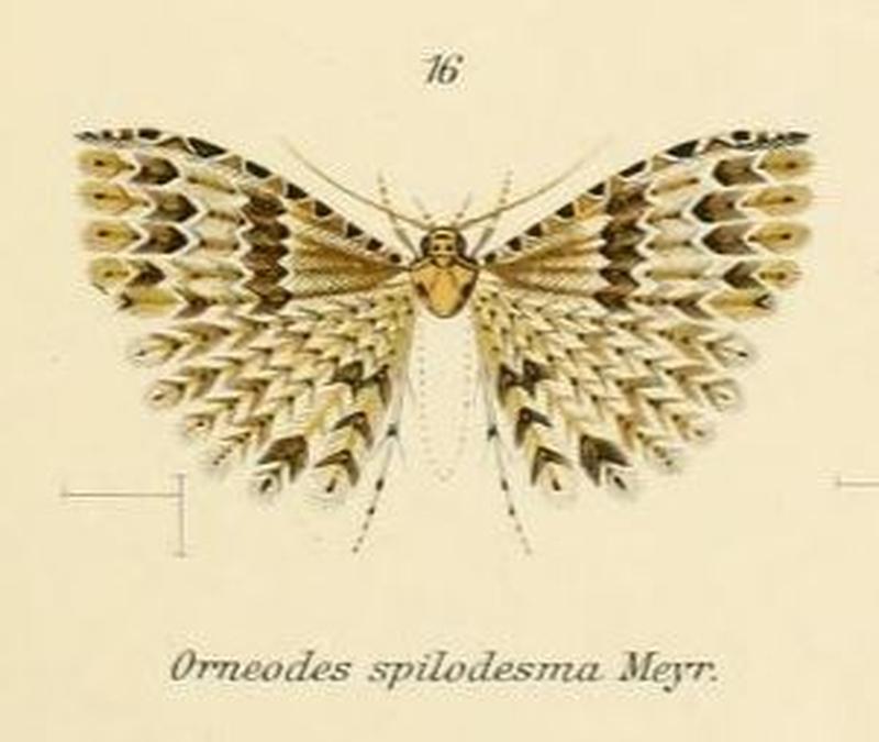 Fig.16-Alucita spilodesma